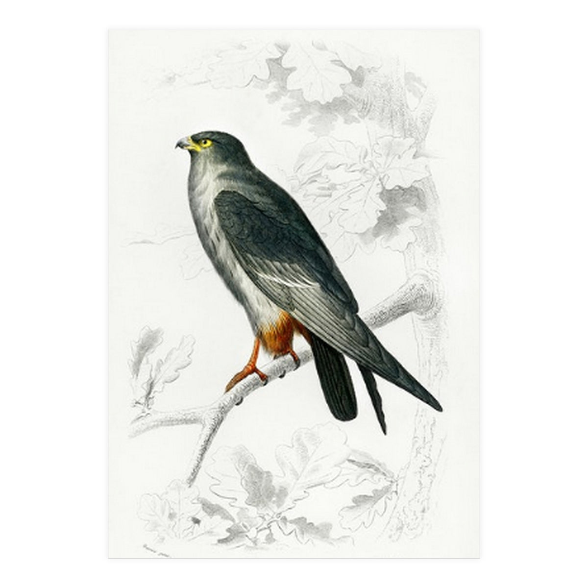 Red-footed Falcon illustrated (Print Only)