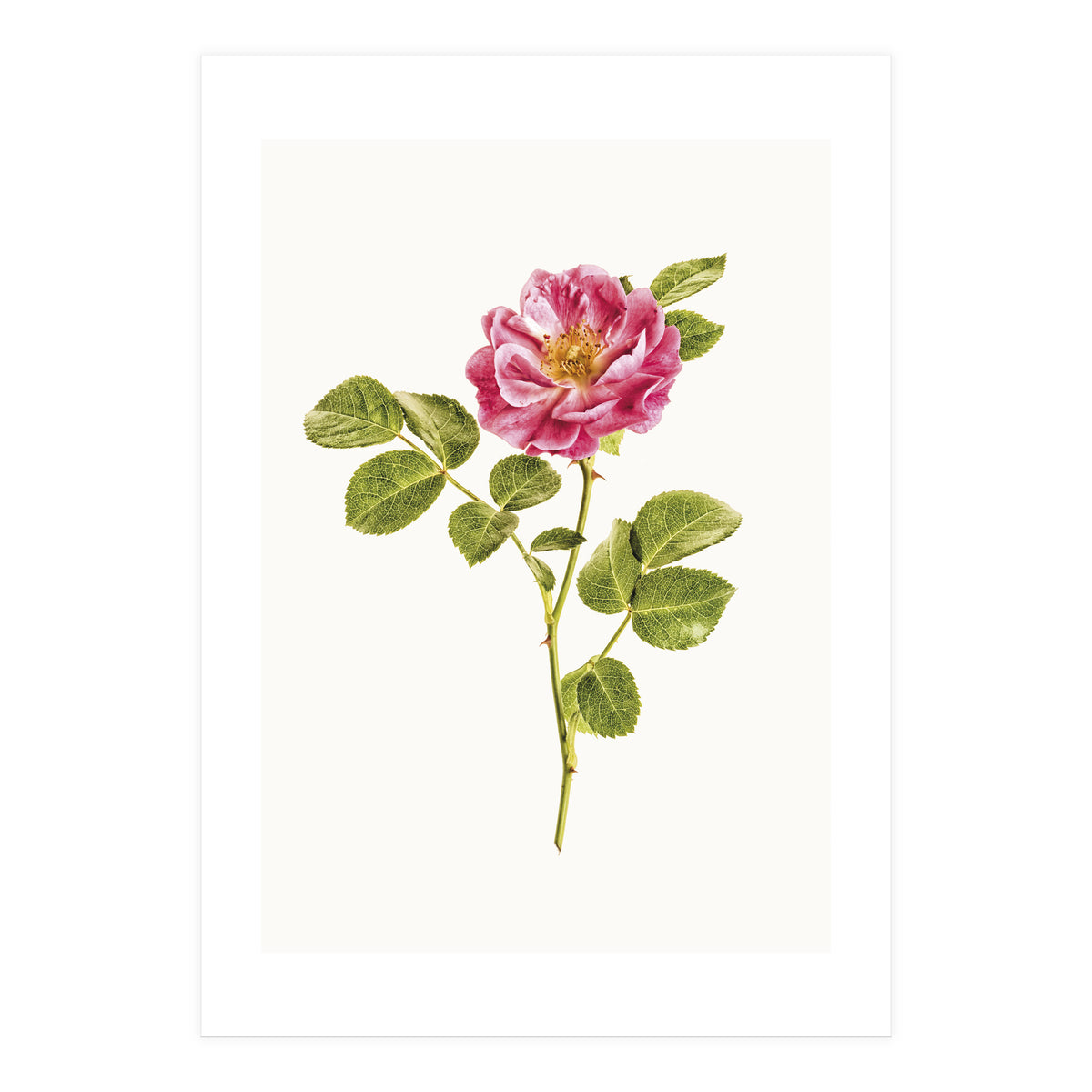 Cc Roses 06 (Print Only)