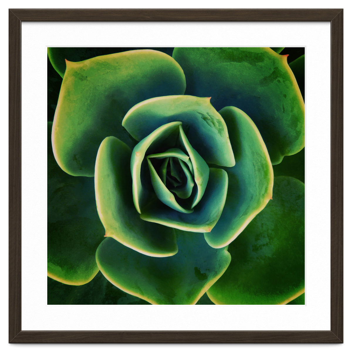 DARKSIDE OF SUCCULENTS XIII