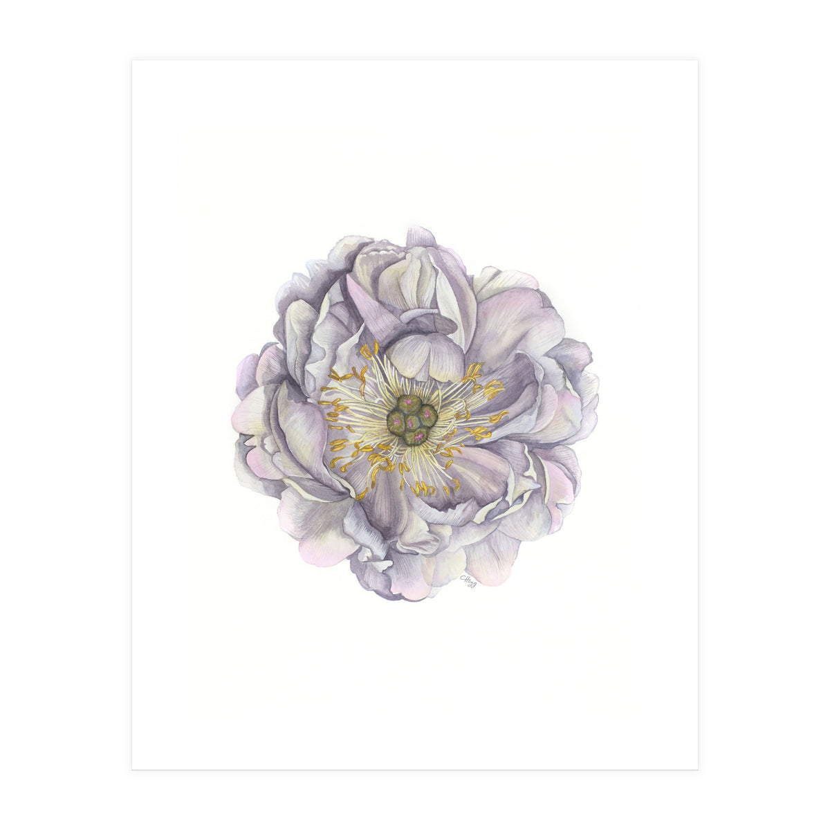A Peony In Grey Std (Print Only)