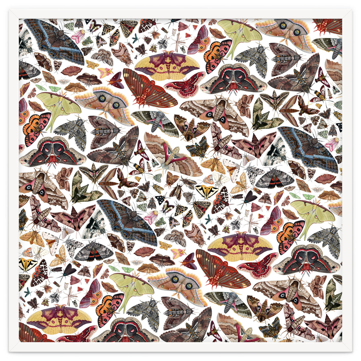 Moths of North America Pattern