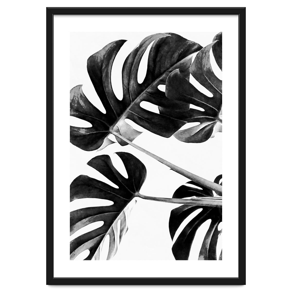 Monstera Black And White 05