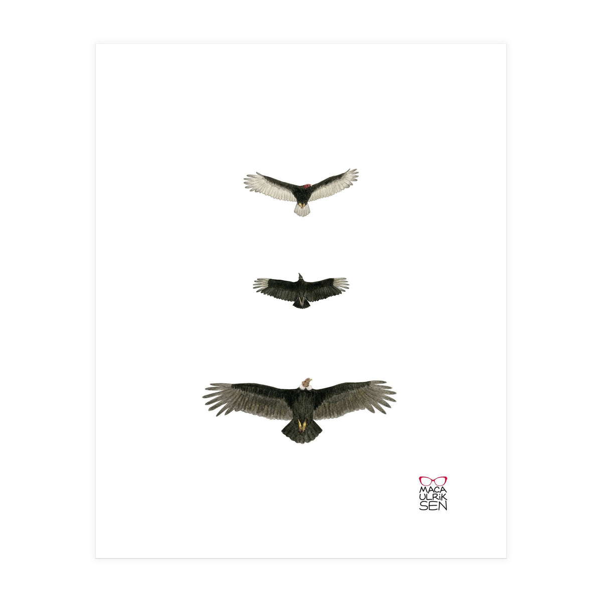 Cathartidae (Print Only)