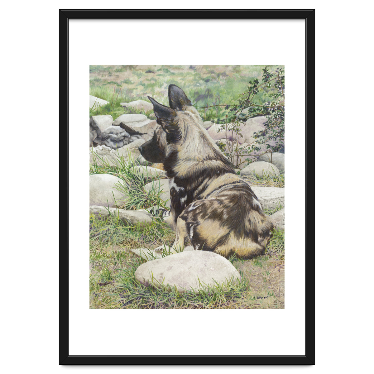 African Painted Dog I