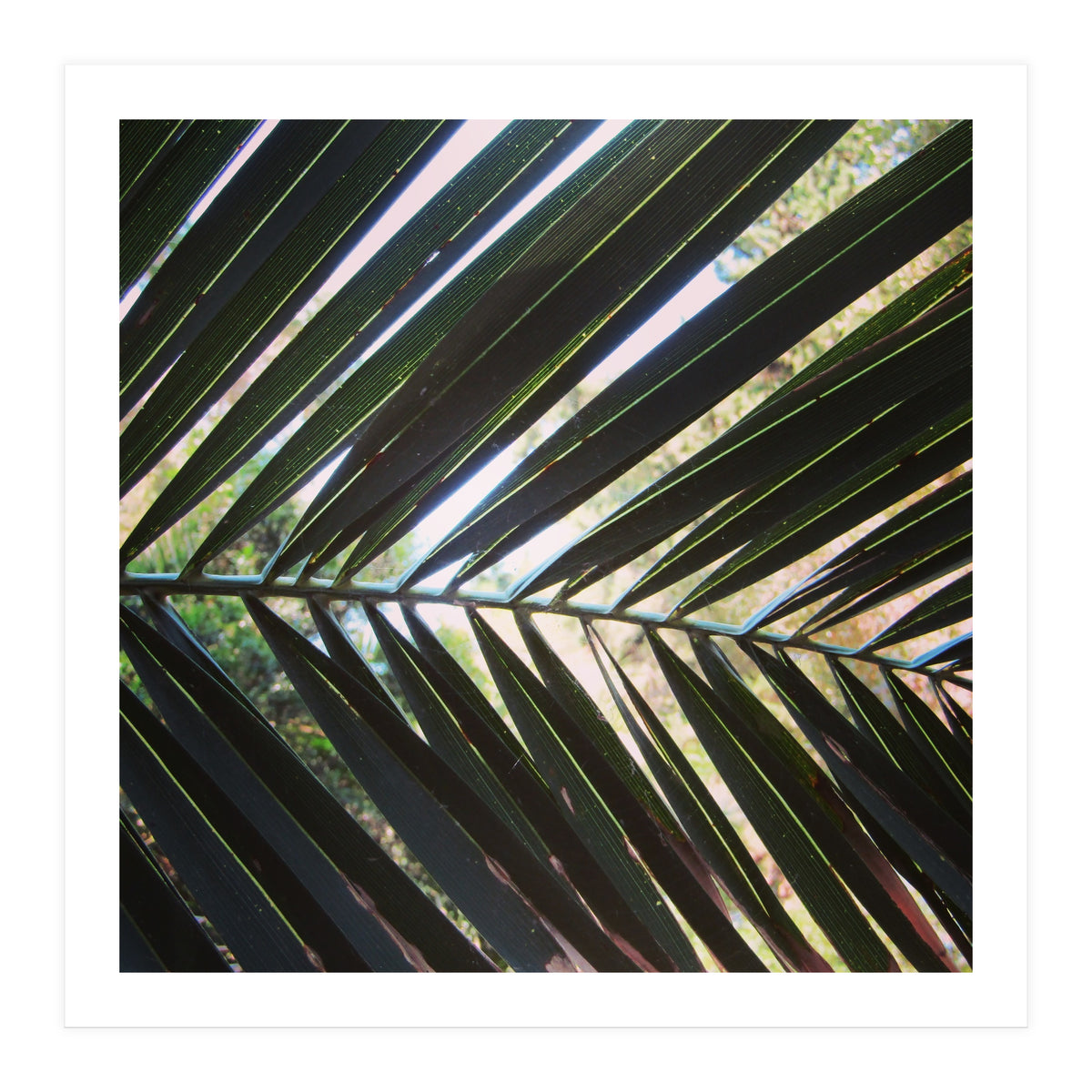 Palm leaf (Print Only)