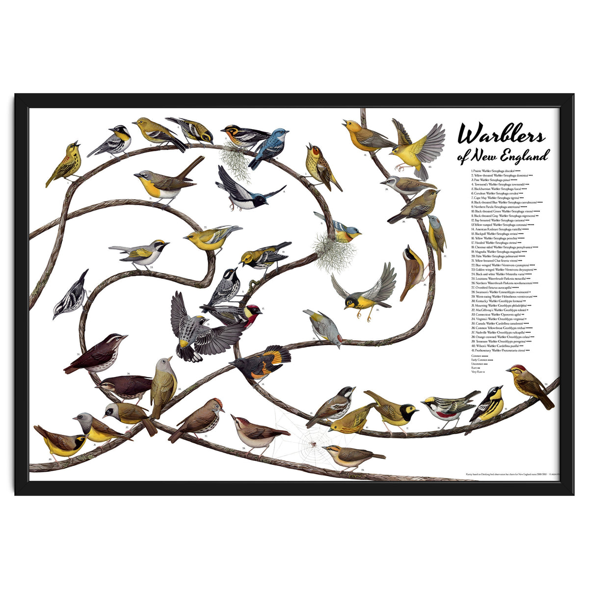 Warblers of New England