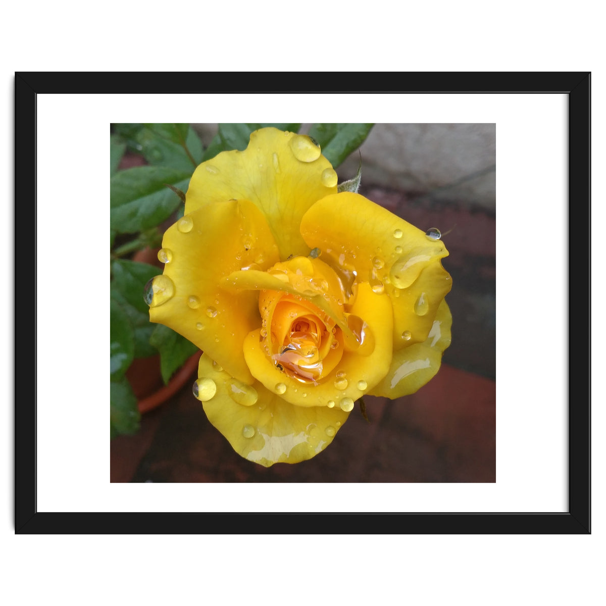 Yellow Rose with Dew Drops