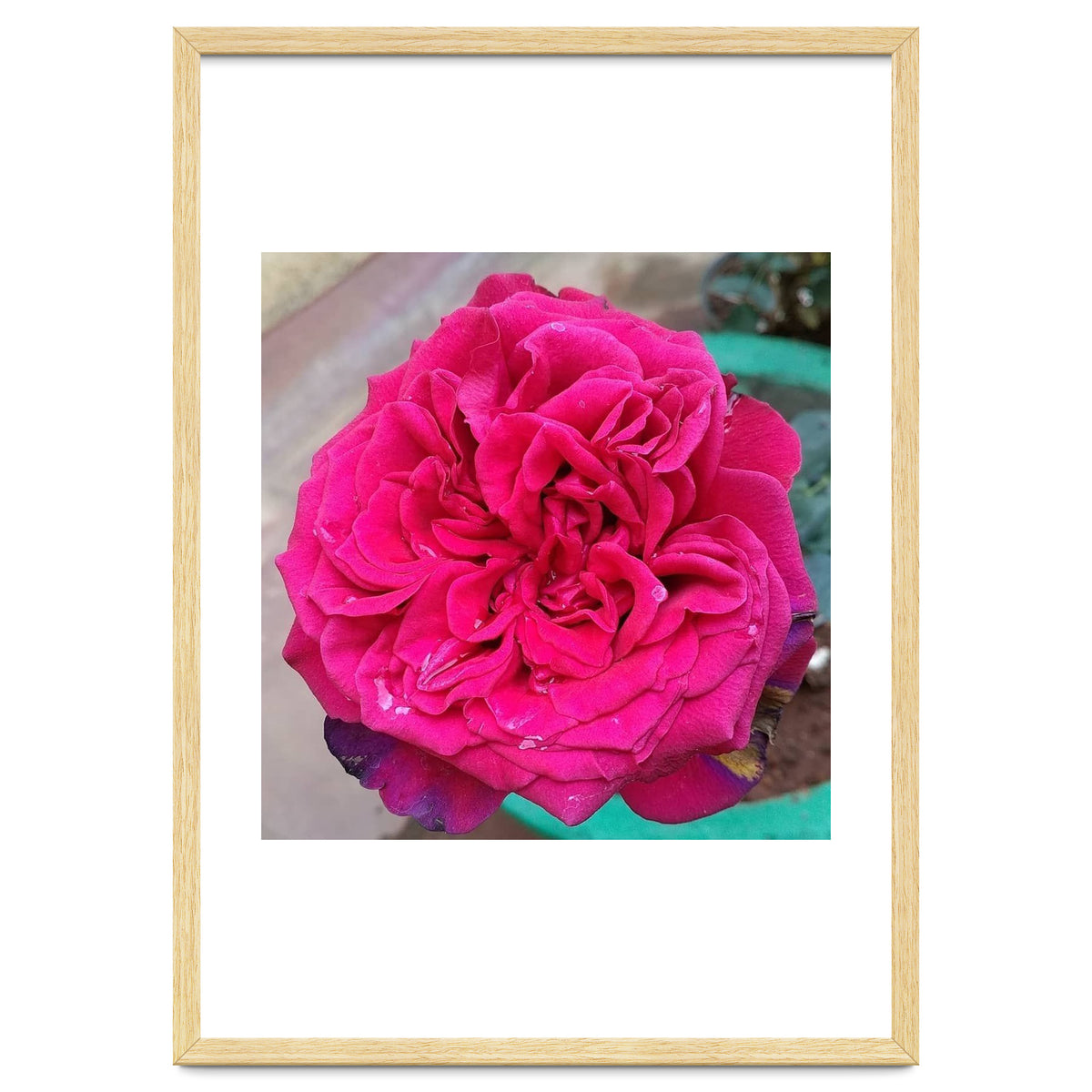 Beautiful Fragrant Rose