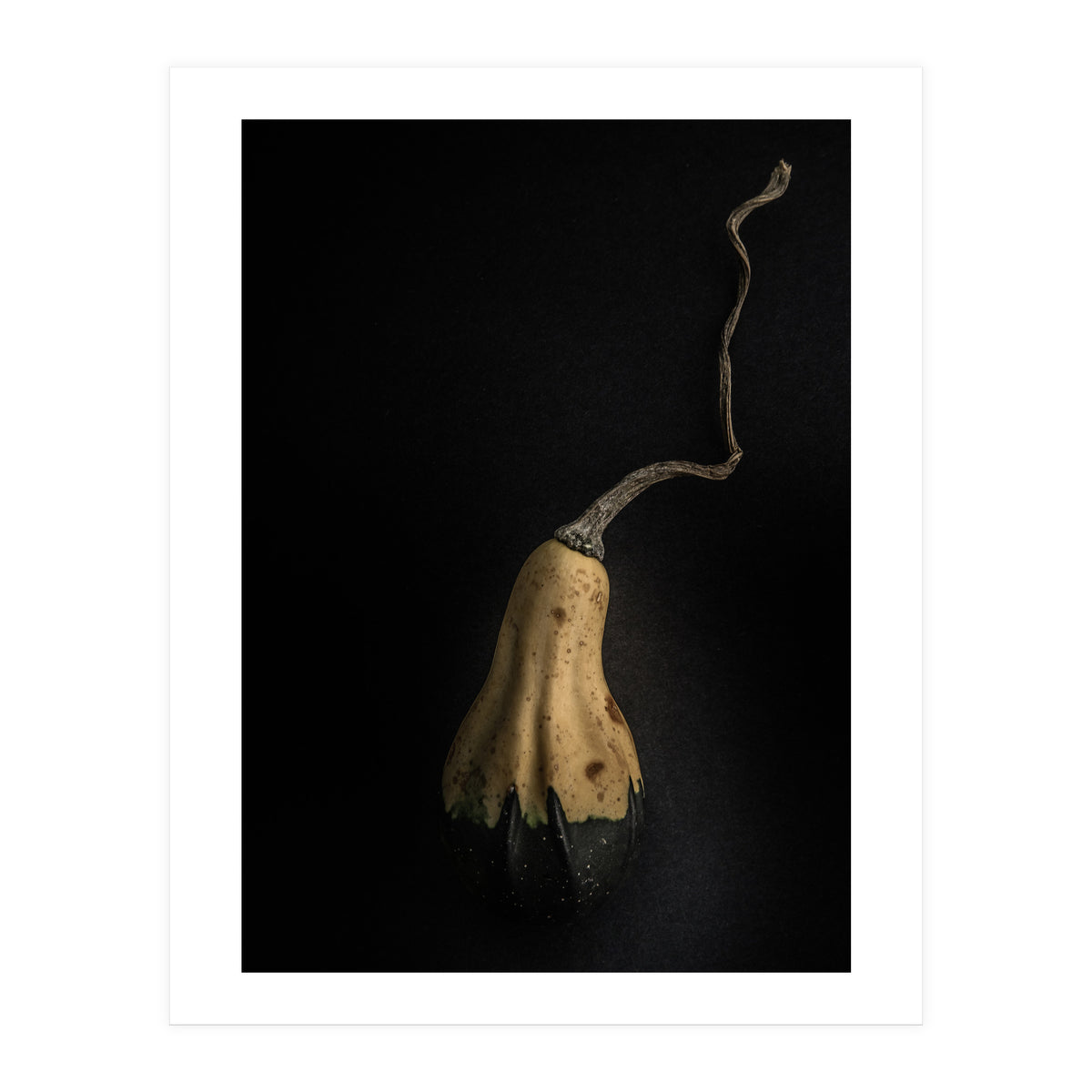 Gourds No 12 Color Version (Print Only)