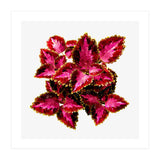 Indian Coleus (Print Only) thumbnail