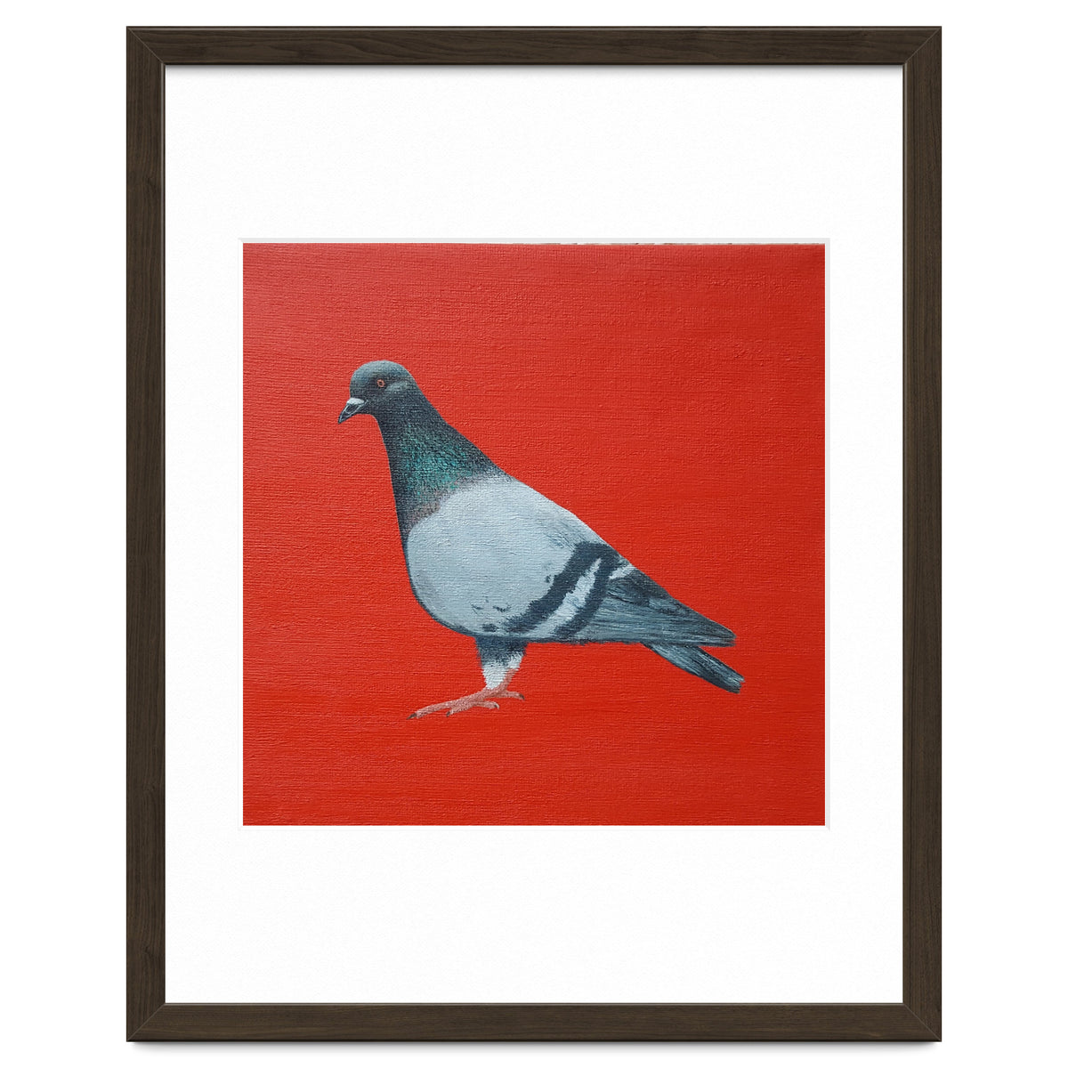 Pigeon