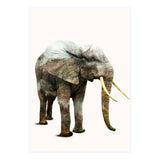 Elephant Transformation (Print Only) thumbnail