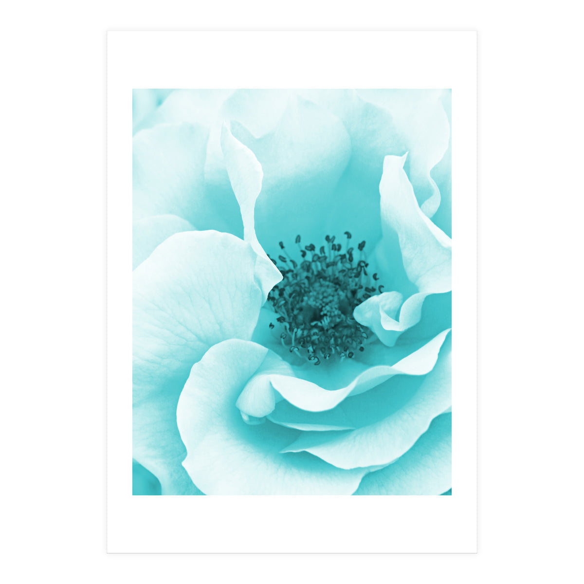 Blue Rose (Print Only)