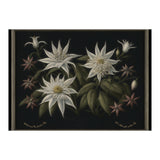 Edelweiss Vintage Illustration (Print Only) thumbnail