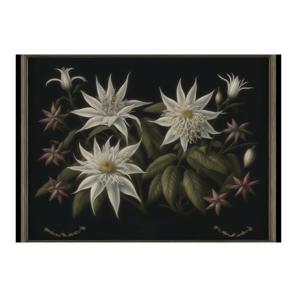 Edelweiss Vintage Illustration (Print Only)