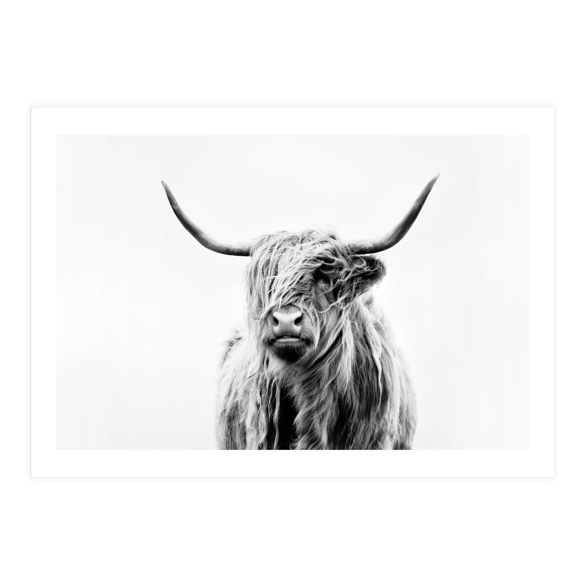 Portrait of a Highland Cow II (Print Only)