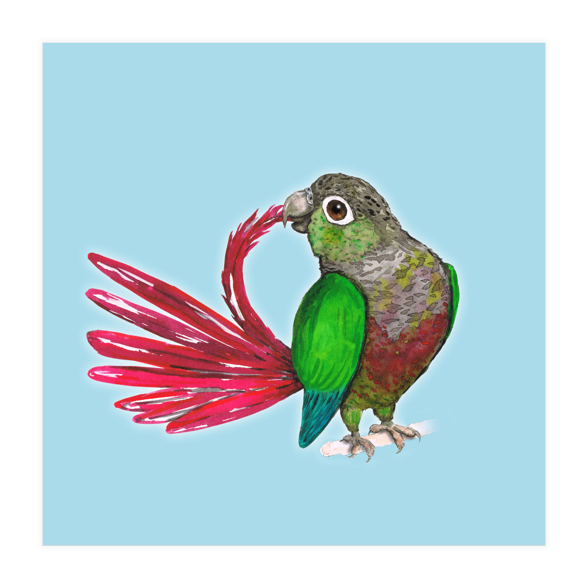Preening green-cheeked conure (Print Only)