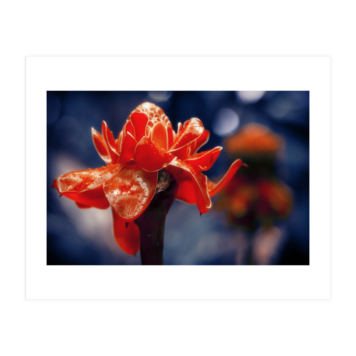 Red Flower (Print Only)