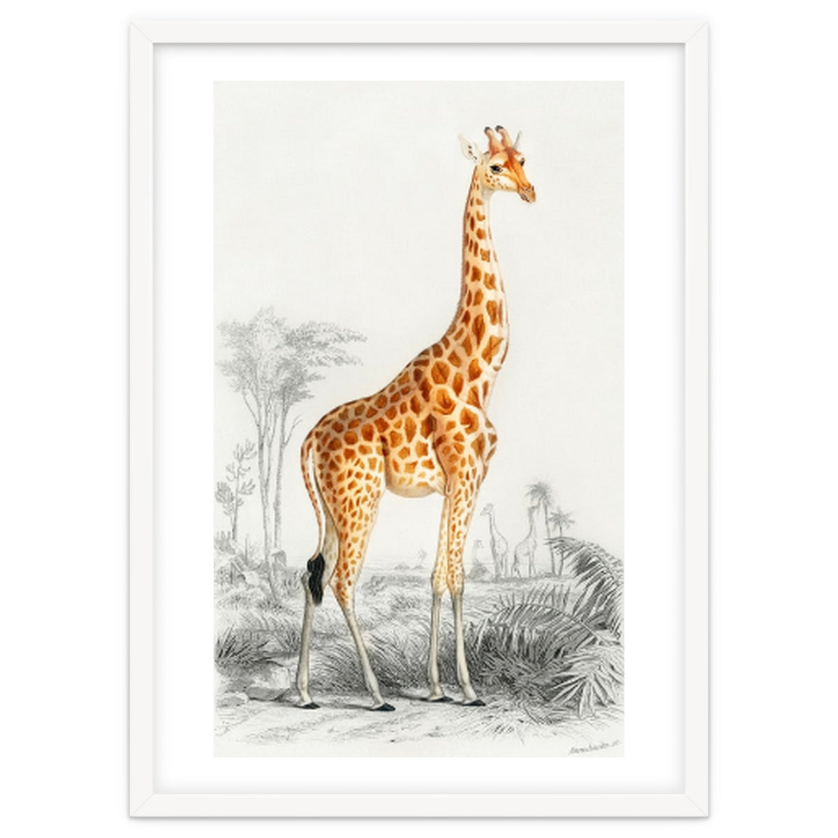 Giraffe illustration