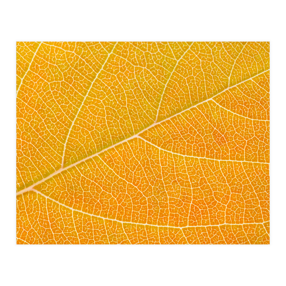 Autumn Leaf (Print Only)