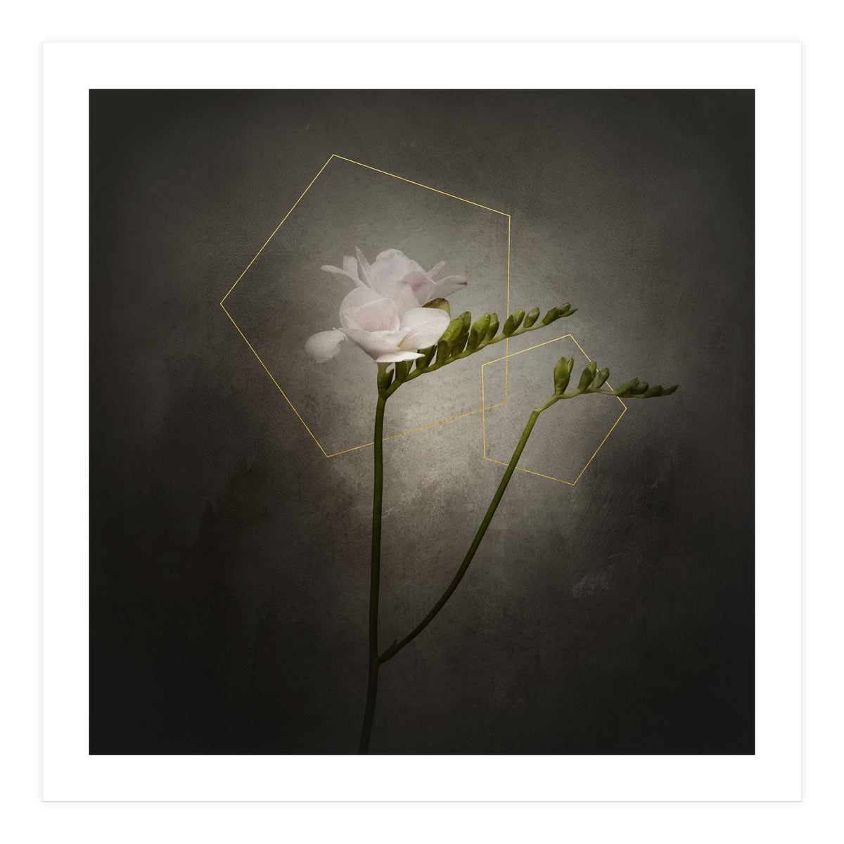 Graceful flower - Freesia | vintage style gold  (Print Only)