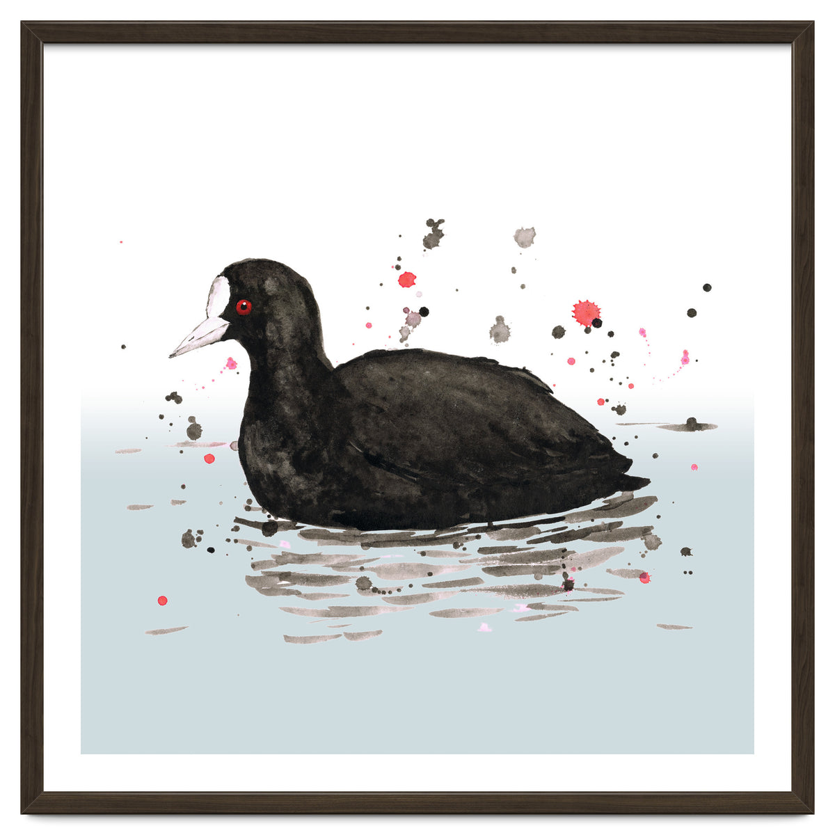 Common coot