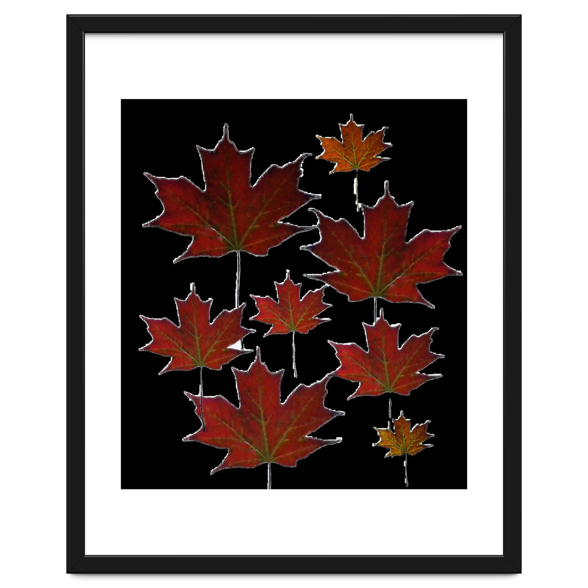 Red Autumn Leaves on Black Ground.