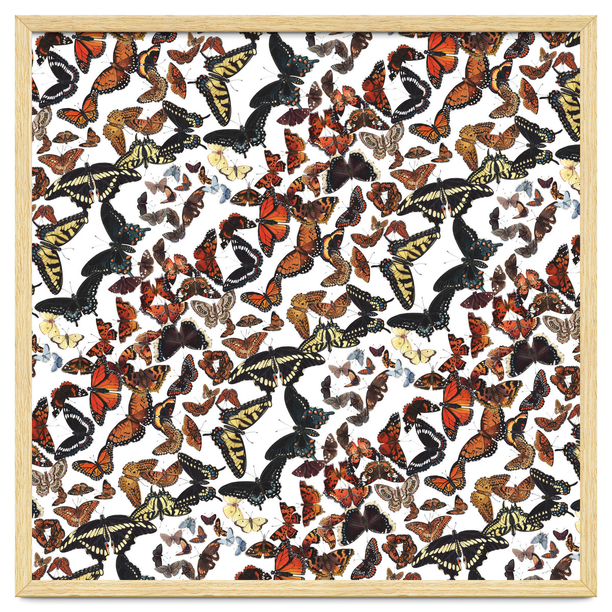 Maine Butterflies Pattern