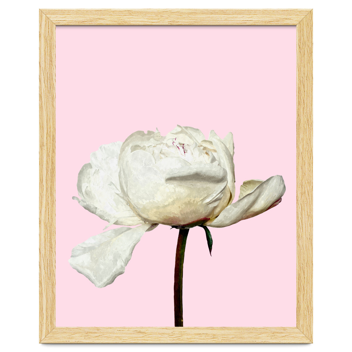 White Peony Pink Background