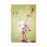 Springflowers (Print Only) thumbnail