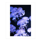 Jellyfish (Print Only) thumbnail