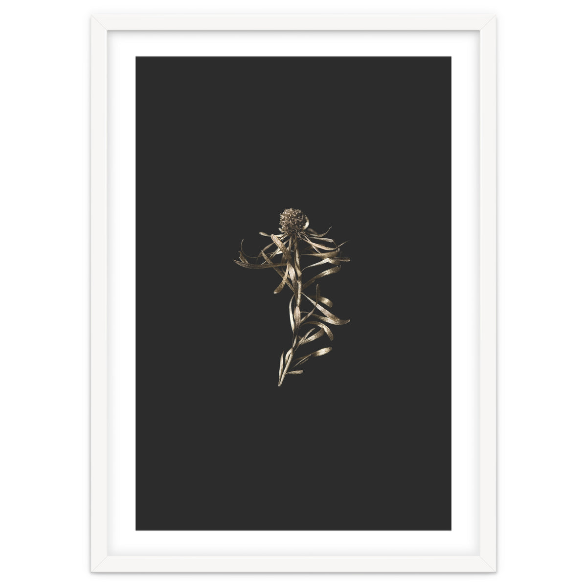 Magical Golden Fynbos