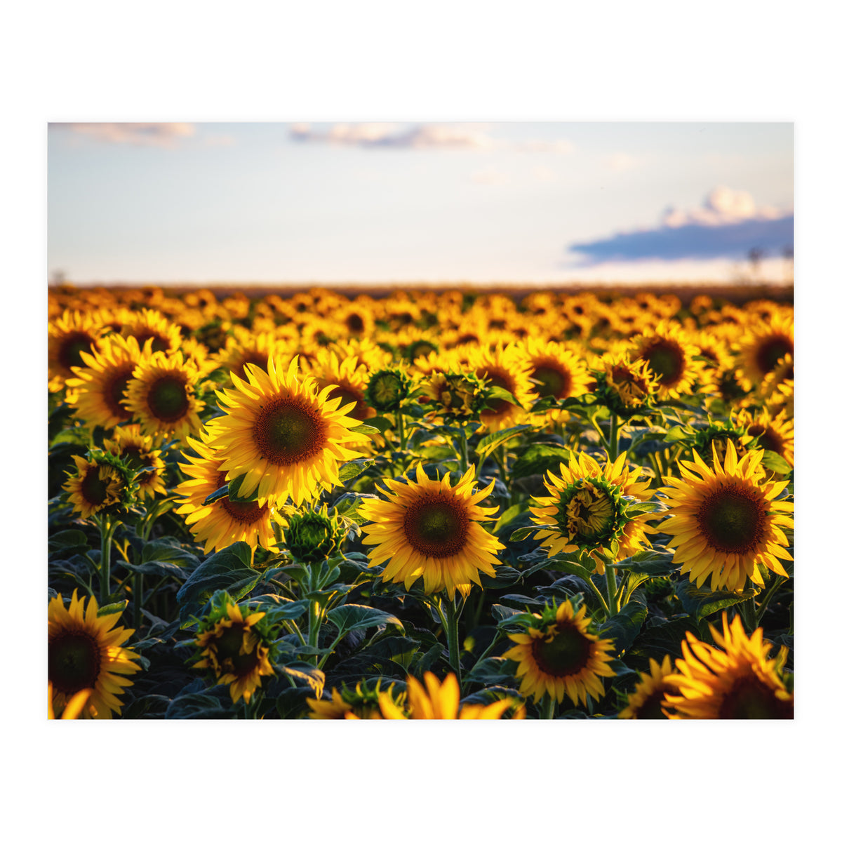Summer Sunflowers (Print Only)