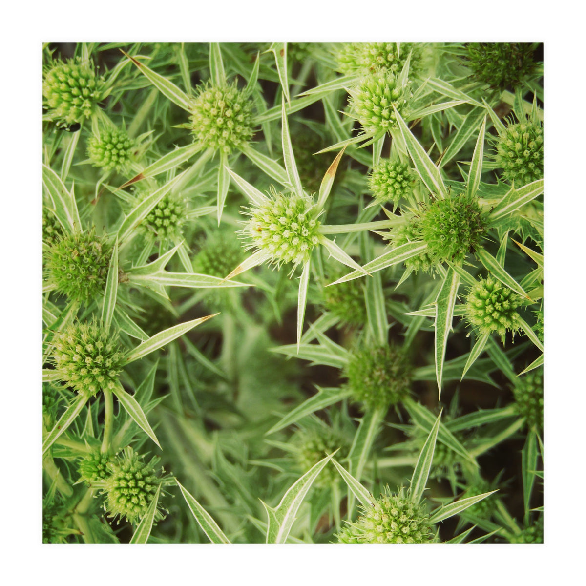 Green thistles (Print Only)