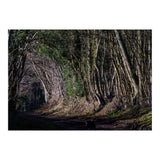 Sunlit Tunnel of Trees (Print Only) thumbnail