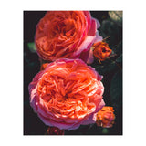 Rose Flowers  (Print Only) thumbnail