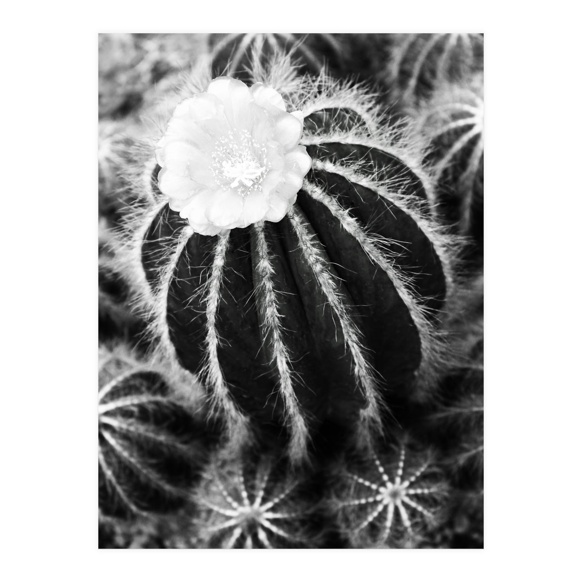 Cactus (Print Only)
