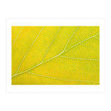 Autumn Leaf (Print Only) thumbnail