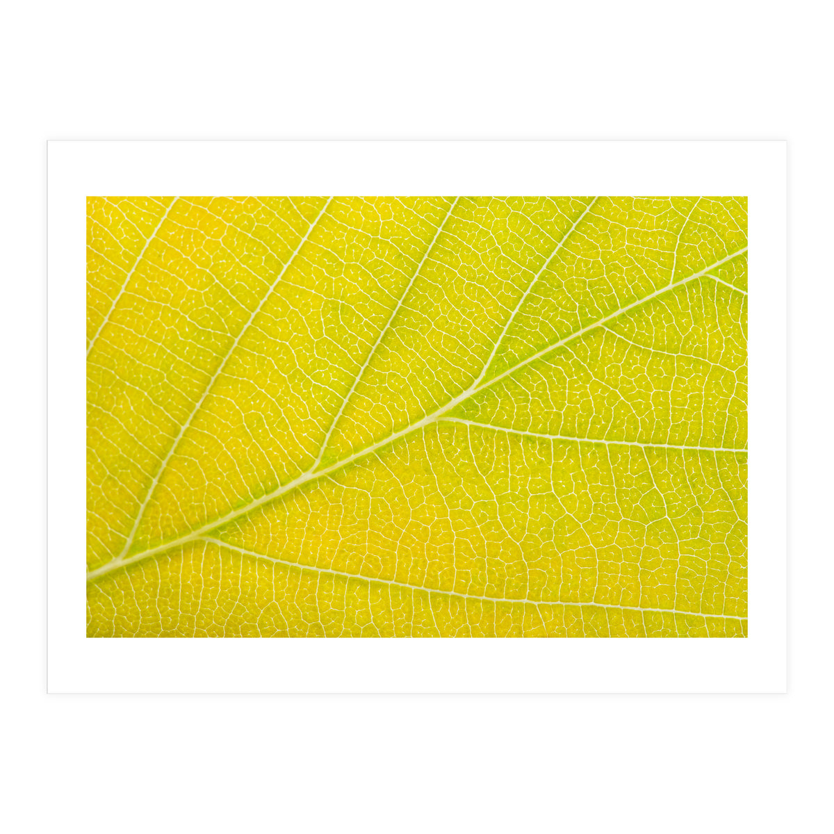 Autumn Leaf (Print Only)