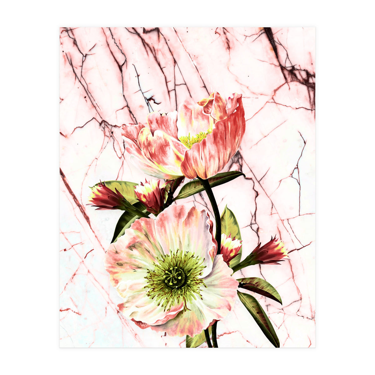 Flowering on pink marble (Print Only)