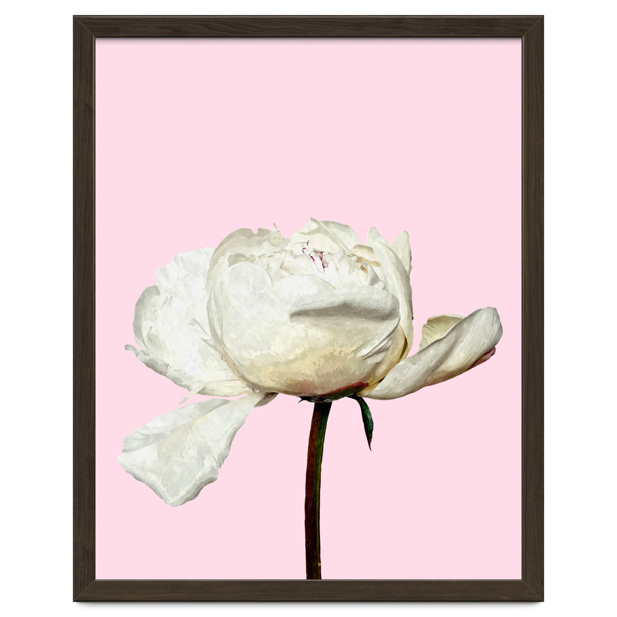 White Peony Pink Background