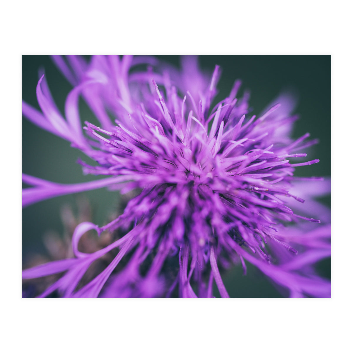 Amethyst (Print Only)