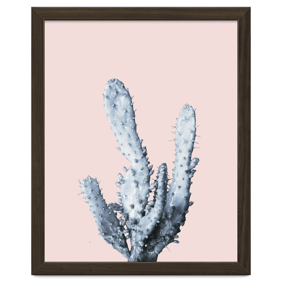 Cactus collection BL-I