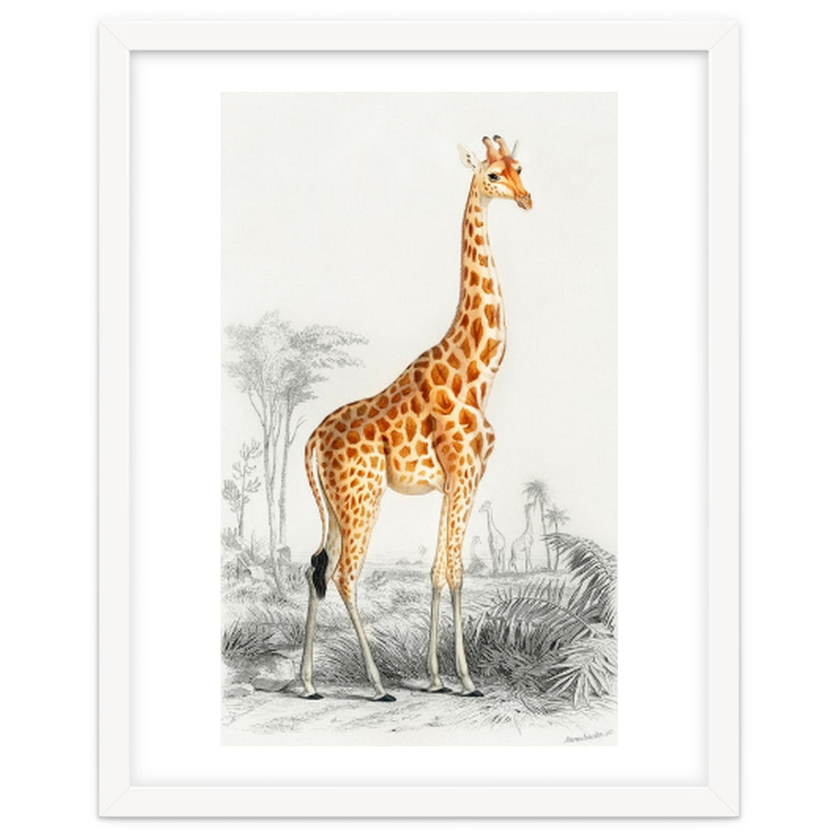 Giraffe illustration