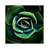 DARKSIDE OF SUCCULENTS XIV (Print Only) thumbnail