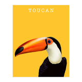 Toucan (Print Only) thumbnail