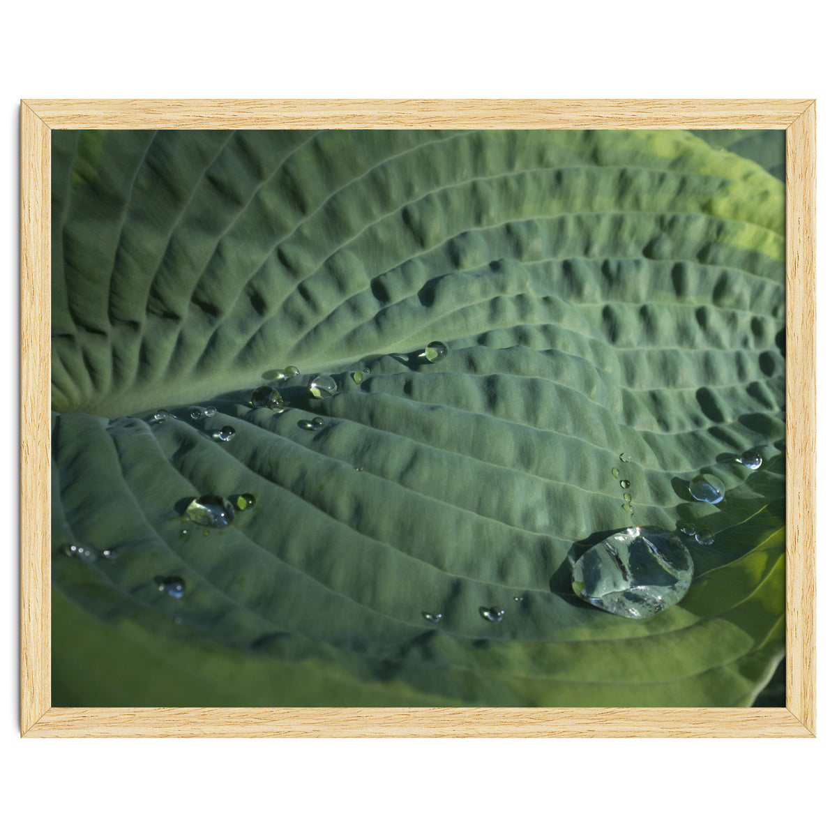 Hosta With Raindrops