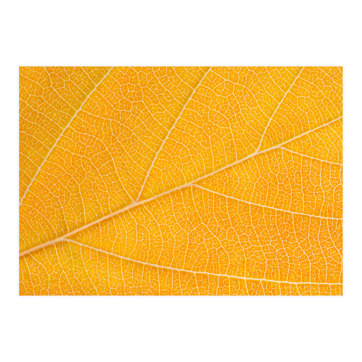 Autumn Leaf  (Print Only)