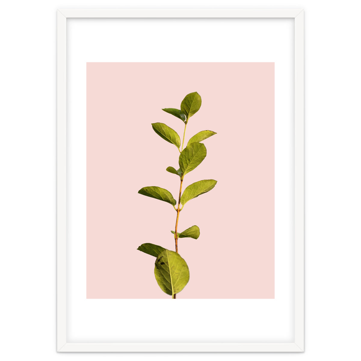 Botanical Art V3