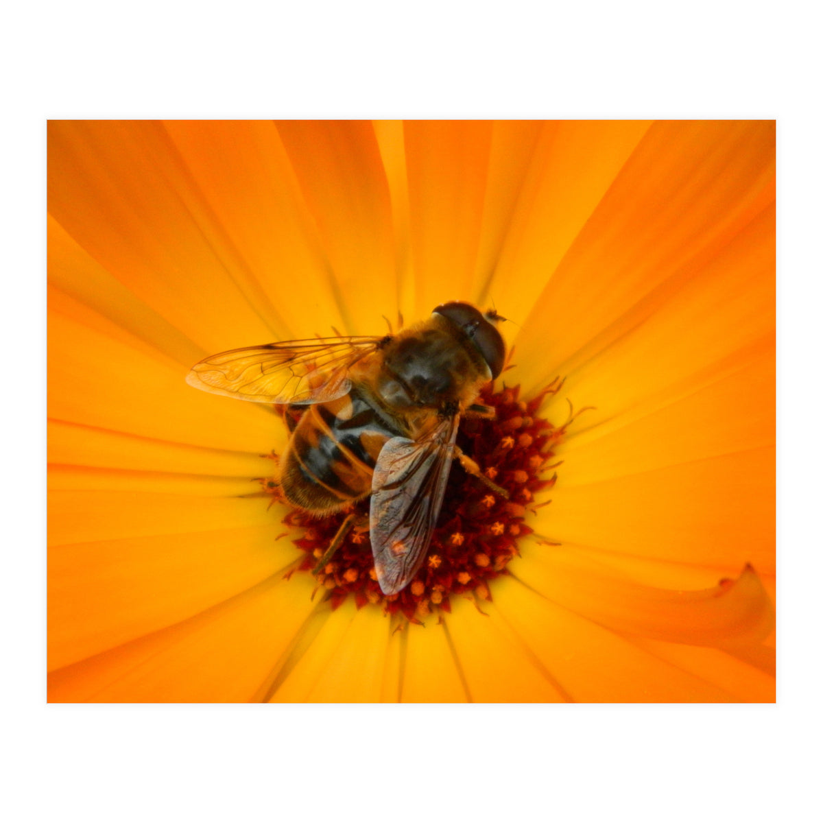 Bee Kinder (Print Only)